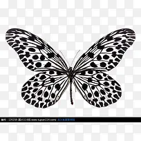 半透明 黑白点蝴蝶-空若网 半透明 黑白点蝴蝶-空若网