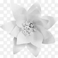 白色花卉-空若网 白色花卉-空若网