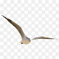 白色飞鸟免抠素材-空若网 白色飞鸟免抠素材-空若网