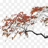 红色枫树叶-空若网 红色枫树叶-空若网