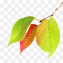 秋天的树叶子-空若网 秋天的树叶子-空若网