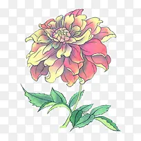 手绘牡丹-空若网 手绘牡丹-空若网