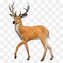 卡通手绘麋鹿-空若网 卡通手绘麋鹿-空若网