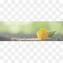 清新黄色花朵海报背景-空若网 清新黄色花朵海报背景-空若网