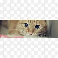 特写动物小猫海报背景-空若网 特写动物小猫海报背景-空若网