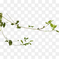 �ִ���Լ��ɫ��֦-������