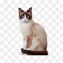 �ɰ��ĳ���è-������