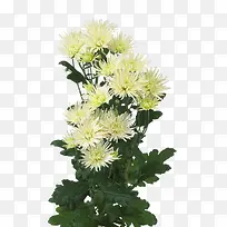 ʸ�������زĻ���-������