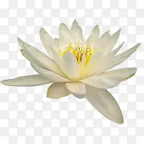 花草图案鲜花花草-空若网 花草图案鲜花花草-空若网