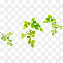 ��ɫˮ�ʵ�����Ҷ-������