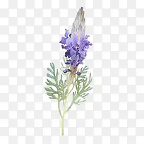 薰衣草叶子-空若网 薰衣草叶子-空若网