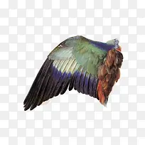 鸟儿翅膀特写手绘图-空若网 鸟儿翅膀特写手绘图-空若网