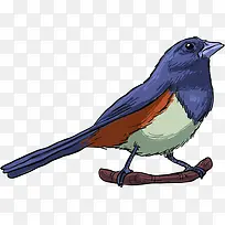 手绘鸟儿羽毛创意-空若网 手绘鸟儿羽毛创意-空若网