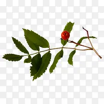 山楂树树枝-空若网 山楂树树枝-空若网