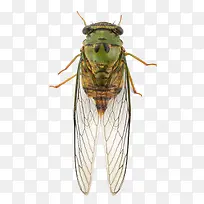 带翅膀的夏蝉-空若网 带翅膀的夏蝉-空若网