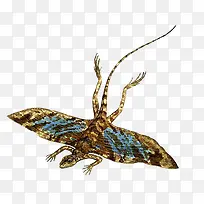 一条彩色带翅膀的蜥蜴-空若网 一条彩色带翅膀的蜥蜴-空若网