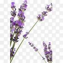 Þ¹Ò²ݻ¨¶ä-¿ÕÈôÍø Þ¹Ò²ݻ¨¶ä-¿ÕÈôÍø