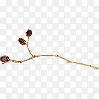 棕色松果-空若网 棕色松果-空若网