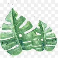 ��ɫˮ����Ҷ-������