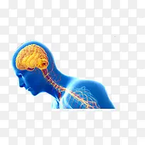 人体神经系统脑神经脊神经-空若网 人体神经系统脑神经脊神经-空若网