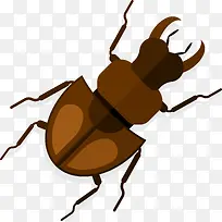 褐色昆虫-空若网 褐色昆虫-空若网