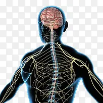 人体系统神经系统示意图-空若网 人体系统神经系统示意图-空若网