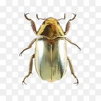 金色甲壳虫-空若网 金色甲壳虫-空若网