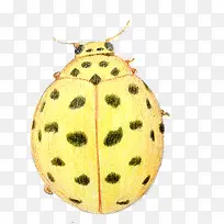 黄色甲壳虫-空若网 黄色甲壳虫-空若网