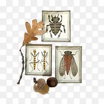 卡通相框中的昆虫-空若网 卡通相框中的昆虫-空若网