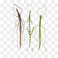 卡通螳螂标本-空若网 卡通螳螂标本-空若网