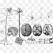 手绘大脑神经系统-空若网 手绘大脑神经系统-空若网