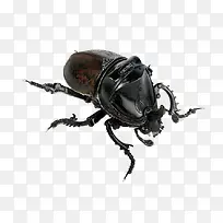 黑色甲壳虫-空若网 黑色甲壳虫-空若网