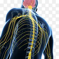 人体神经系统背面示意图-空若网 人体神经系统背面示意图-空若网