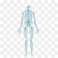 简易人体神经系统结构示意图-空若网 简易人体神经系统结构示意图-空若网