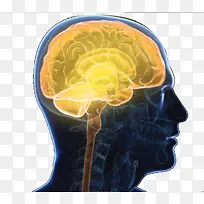 人体大脑系统示意图侧面-空若网 人体大脑系统示意图侧面-空若网