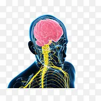 人体系统中枢神经示意图-空若网 人体系统中枢神经示意图-空若网