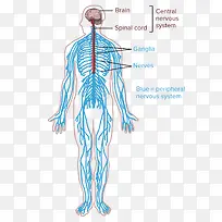 人体神经系统结构示意图-空若网 人体神经系统结构示意图-空若网