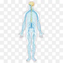 人体神经系统结构示意图-空若网 人体神经系统结构示意图-空若网