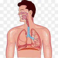 消化系统设计-空若网 消化系统设计-空若网