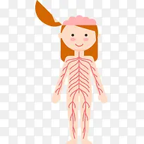 女子6大人体系统矢量图-空若网 女子6大人体系统矢量图-空若网