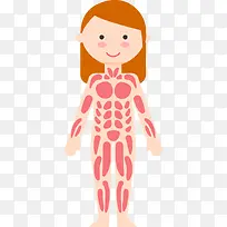 女子6大人体系统矢量图-空若网 女子6大人体系统矢量图-空若网