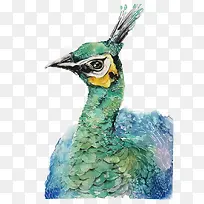 矢量孔雀-空若网 矢量孔雀-空若网