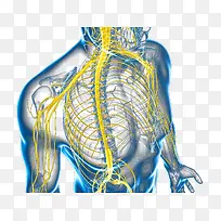 中枢神经系统脊神经-空若网 中枢神经系统脊神经-空若网