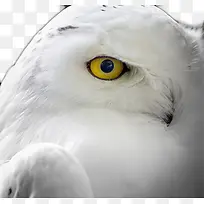 ��ɫ��ӥ-������