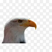 白色雄鹰-空若网 白色雄鹰-空若网