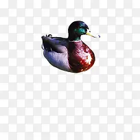 五彩鸳鸯-空若网 五彩鸳鸯-空若网