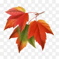 手绘枫叶-空若网 手绘枫叶-空若网