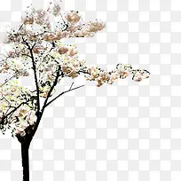 ��ʳ�Ļ�-������