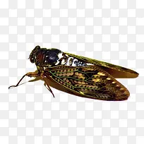 蝇类昆虫-空若网 蝇类昆虫-空若网