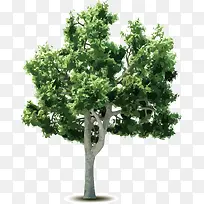 矢量树-空若网 矢量树-空若网